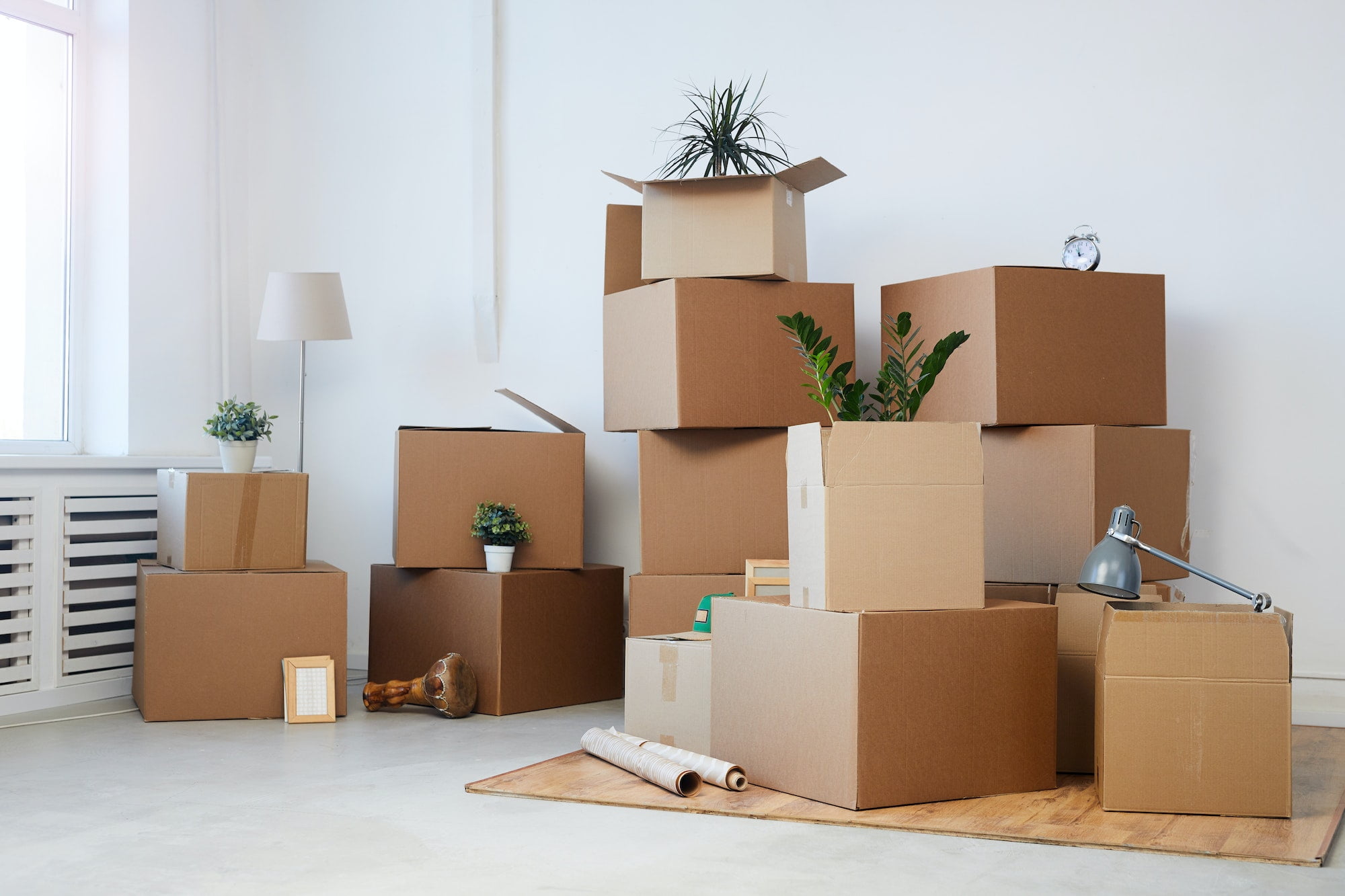 Moving boxes in a room with a plant.